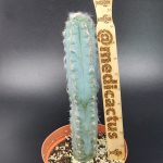 Pilocereus glaucescens