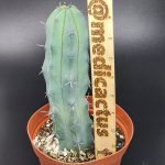 Myrtillocactus geometrizans