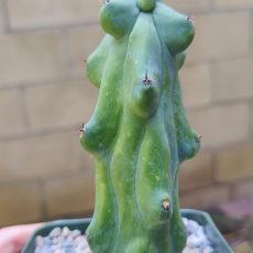 Boobie Cactus 'Myrtillocactus geometrizans' (Ships bare root)