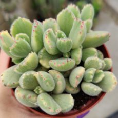 Bear Paw 'Cotyledon tomentosa' Rooted