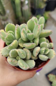 Bear Paw 'Cotyledon tomentosa' Rooted
