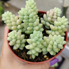Burro's Tail 'Sedum morganianum' Rooted