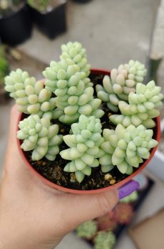 Burro's Tail 'Sedum morganianum' Rooted