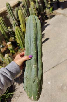 Psycho0 Bridgesii