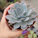 Peacock 'Echeveria peacockii' Rooted