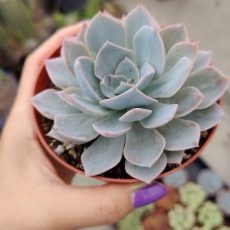 Peacock 'Echeveria peacockii' Rooted