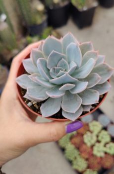 Peacock 'Echeveria peacockii' Rooted