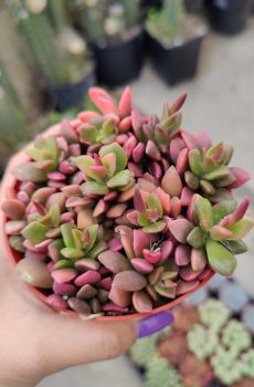 Pink Sunrise Variegated 'Anacampseros rufescens' Rooted