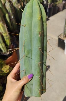 RS0005 'Echinopsis bridgesii'