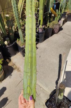 San Luis Obispo (SLO) Bridgesii