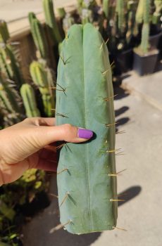 SS02 Bridgesii