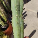 SS Achuma Seed Grown