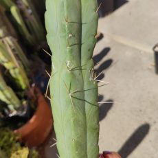 SS Achuma Seed Grown