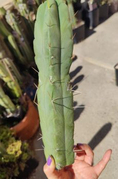 SS Achuma 'Trichocereus bridgesii' Seed Grown