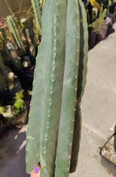 Yowie x HZ Seed Grown 'Echinopsis Pach\Pach'