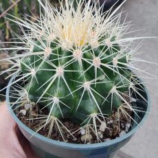 Golden Barrel Cactus 'Echinocactus grusonii' Rooted
