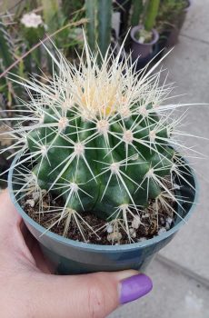 Golden Barrel Cactus 'Echinocactus grusonii' Rooted
