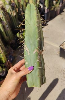 Esperanza 'Trichocereus Bridgesii'