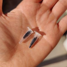 DG Collection Seeds **LIMITED**