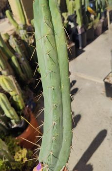 Sina Bridgesii