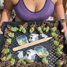 Penis Cactus Rooted TBM Clone B