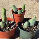 Penis Cactus Rooted TBM Clone B