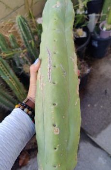 Misplant's Amnesia Bridgesii