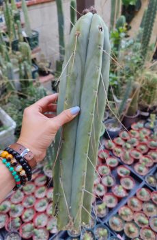 Angela 'Echinopsis bridgesii'