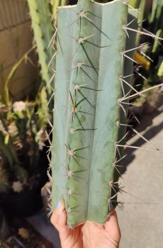 Bertha x Sharxx 'Echinopsis Bridge\Peru'