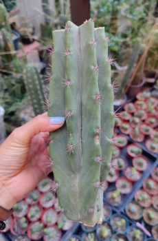 Bridge x Peru 'Echinopsis bridgesii/peruvianus hybrid'