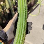 Indian Corn Cob 'Echinopsis brevispinulosus'