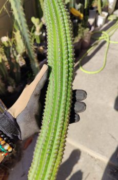 Indian Corn Cob 'Echinopsis brevispinulosus'