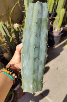 HZ x Lumberjack 'Echinopsis Pach/Bridgesoid Hybrid'