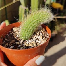 Monkey's Tail 'Cleistocactus colademononis'