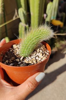 Monkey's Tail 'Cleistocactus colademononis'