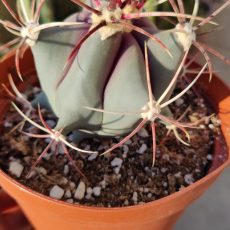 Devil's Tongue 'Ferocactus latispinus'