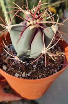 Devil's Tongue 'Ferocactus latispinus'