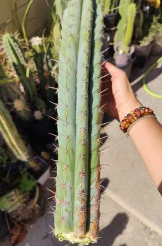 Ikaros Landrace Seed Grown Peruvianus