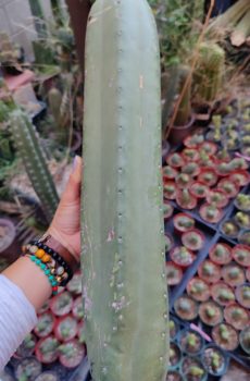 Jiimz Juuls 'Echinopsis pach'