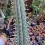 Linda 'Echinopsis puquiensis'