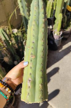 Misplant's Peru 1 'Echinopsis peruviana'