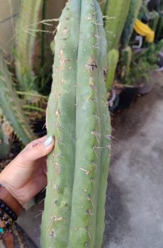 Misplant's Peru BR 'Echinopsis peruviana'