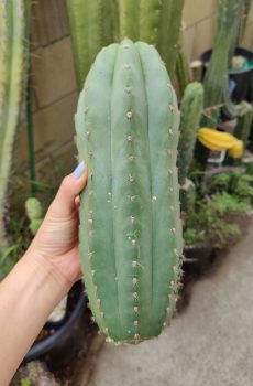 Saas x Soozy 'Echinopsis pach' cross