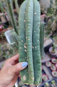 Scop x Hulk 'Echinopsis scop'