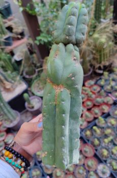 Scop x Yowie 'Echinopsis Scop\Pach'