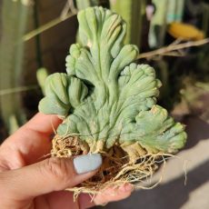 Crested Penis Cactus TBMC