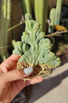 Crested Penis Cactus 'Trichocereus bridgesii monstrose' TBMC