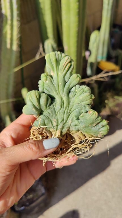 Rooted – San Pedro & Trichocereus cactus
