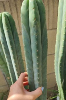 Eiffel 65 'Echinopsis pach'