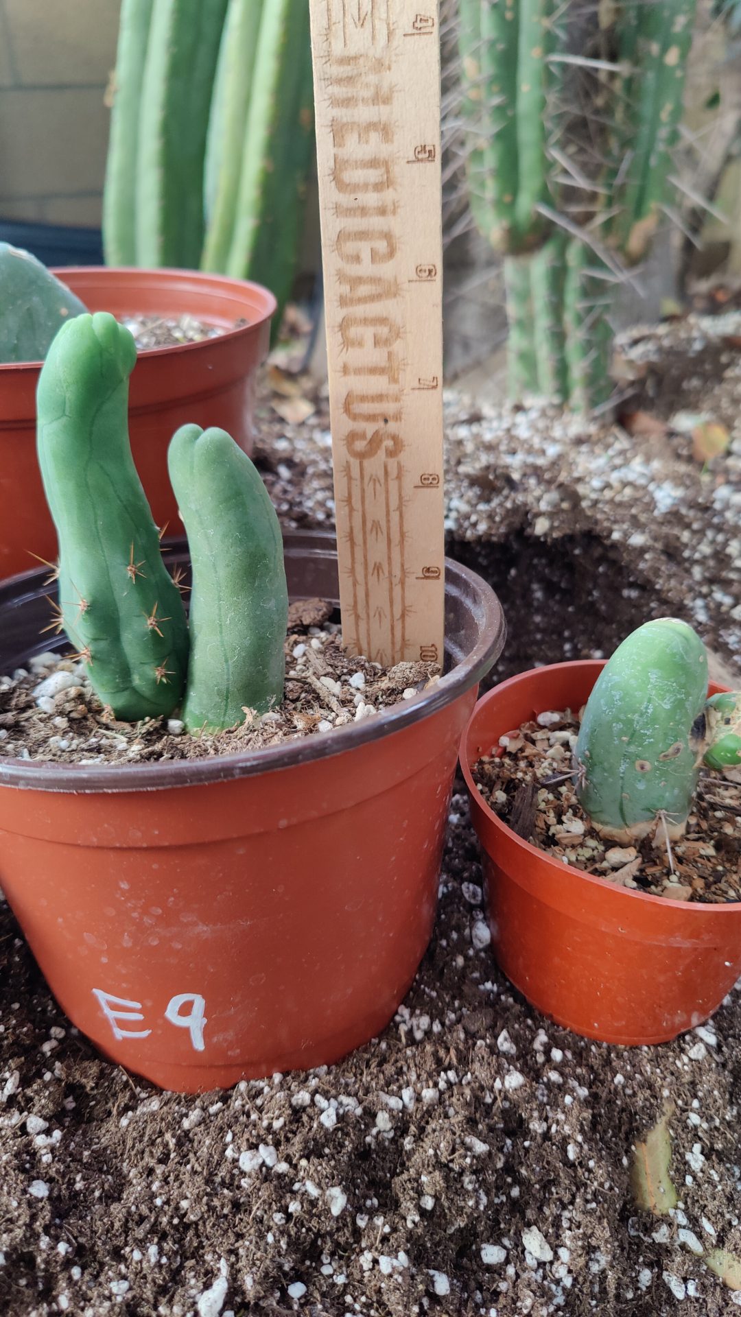 Penis Cactus Rooted TBM Clone B – Medicactus